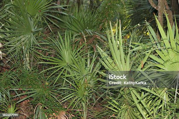 Saw Palmetto Stock Photo - Download Image Now - Bush, Camping, Florida - US State