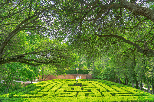 Williamsburg, Virginia, USA - May 8, 2023: The hedge maze of the Governor's Palace. The palace was the official residence of the royal governors of the Colony of Virginia and was rebuilt in 1931.