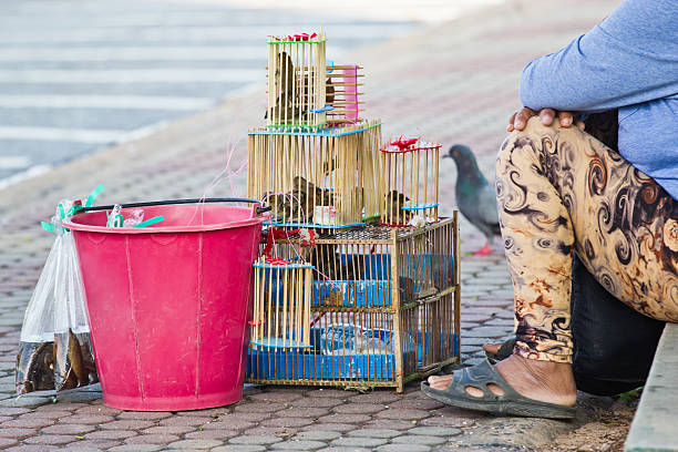 bird in  cage , for use in making merit with the abandonment