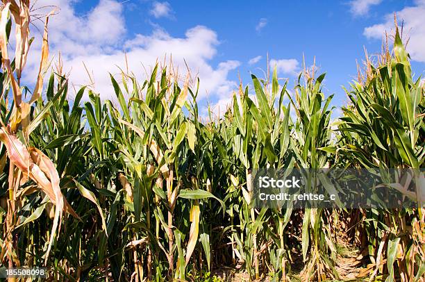 Cornfield Stockfoto und mehr Bilder von Fotografie - Fotografie, Getreide, Herbst