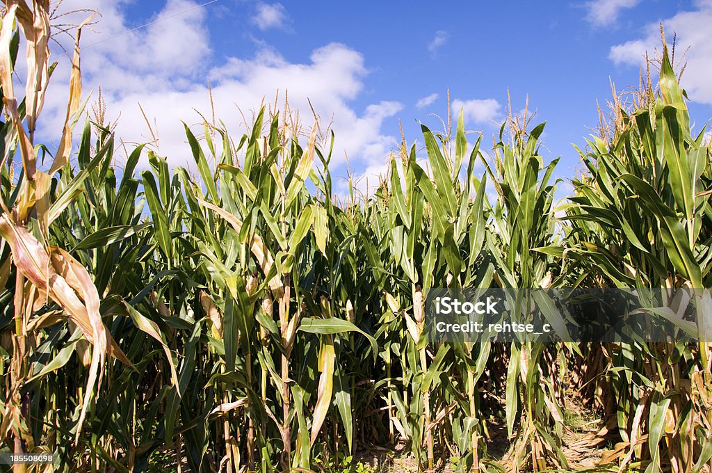 campo di grano - Foto stock royalty-free di Agricoltura