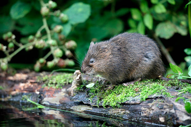 istock Water vole, Arvicola terrestris 185509420