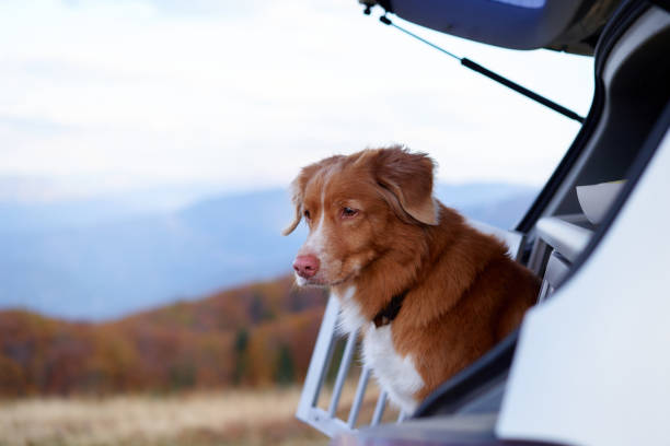 istock Dog gazes out from car, adventure awaits 1855096172