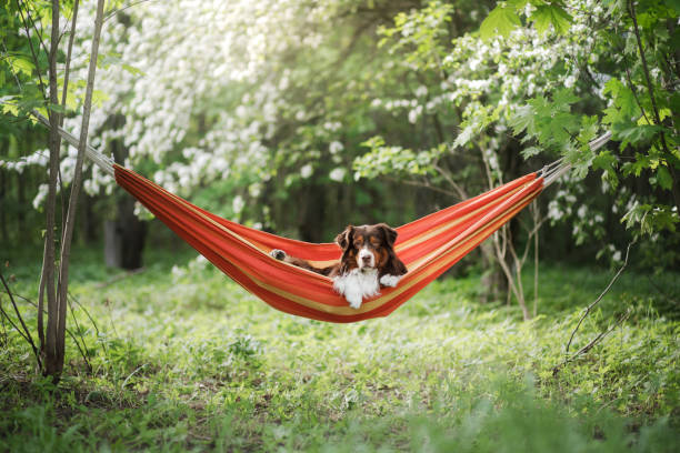 istock dog in a hammock on the nature. Australian Shepherd is resting. 1855096720