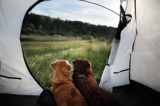 wo dogs in a tent on nature. Summer vacation. Nova Scotia Duck Tolling Retriever and Australian Shepherd