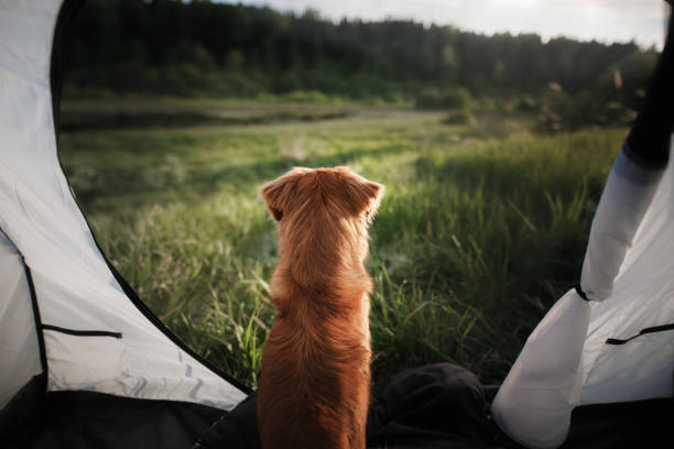 istock dog in a tent on nature. Summer vacation. 1855096751