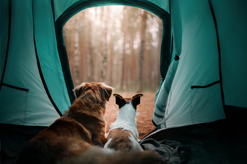 Two dogs in the tent. Jack Russell Terrier and Nova Scotia duck tolling Retriever