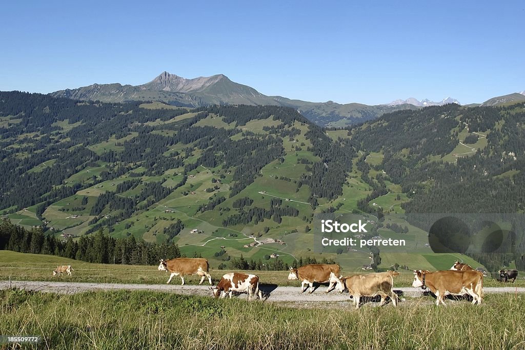 Simmental Kühe - Lizenzfrei Agrarbetrieb Stock-Foto