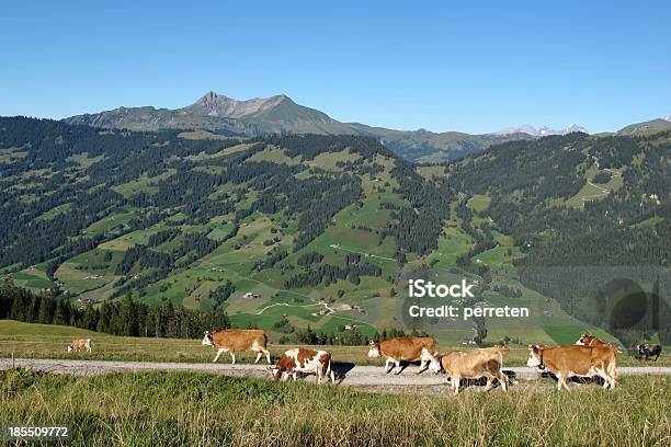 Mucche Simmental - Fotografie stock e altre immagini di Agricoltura - Agricoltura, Alpi, Alpi Bernesi