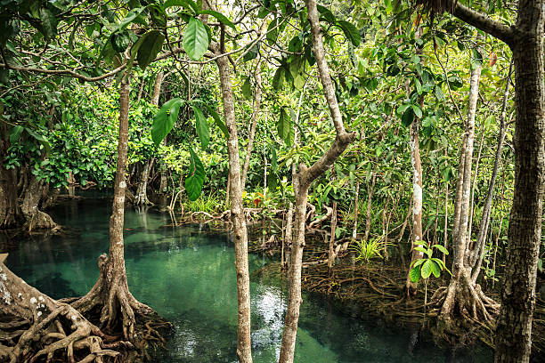 Mangrove forest stock photo