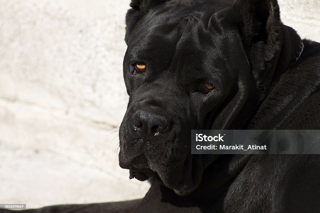 Chien noir avec un look tendance - Photo de Cane Corso libre de droits