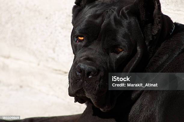 Photo libre de droit de Chien Noir Avec Un Look Tendance banque d'images et plus d'images libres de droit de Cane Corso - Cane Corso, Garder, Adulte