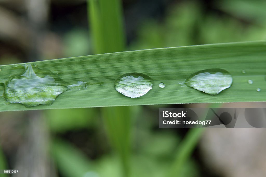 빗방울 - 로열티 프리 0명 스톡 사진