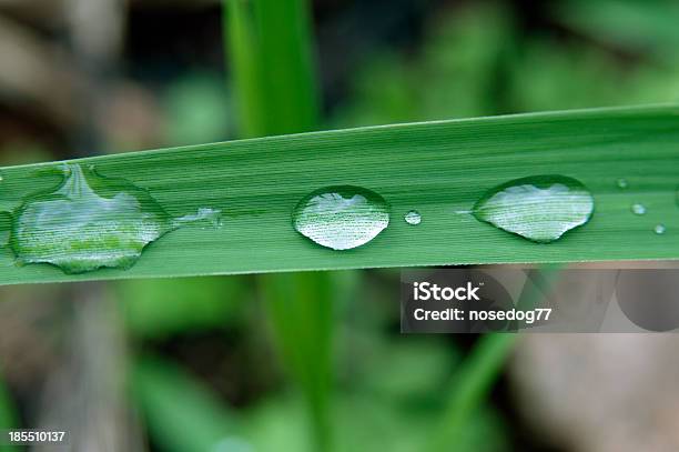 빗방울 0명에 대한 스톡 사진 및 기타 이미지 - 0명, 기포, 녹색