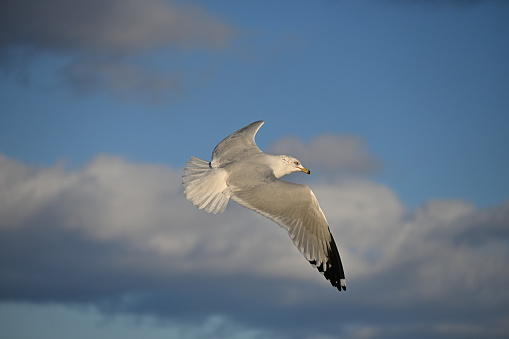 Top view of ring-billed gull (Larus delawarensis) flying against clouds in winter sunlight at Bantam Lake in Connecticut, with copy space at top