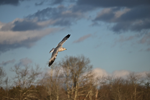 Ring-billed gull (Larus delawarensis) flying against clouds and forest in winter sunlight at Bantam Lake in Connecticut