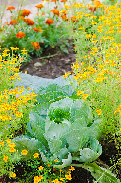 istock marigold flowers and other herbs, close-up 185510769