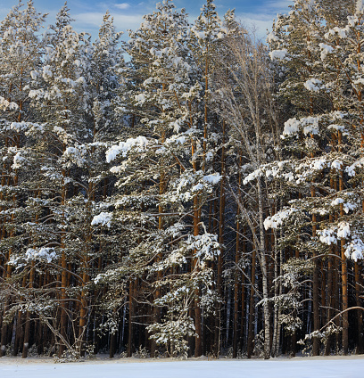 Edge of a winter snowy pine forest. Coniferous trees are covered with fluffy snow. Winter forest on a sunny frosty day