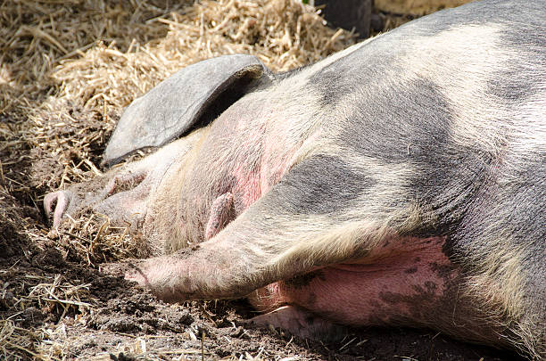 istock Head of a pig sleeping 185510885