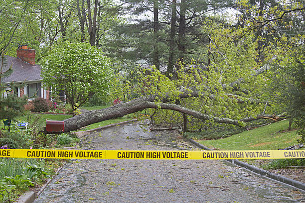 Tree Down, Caution High Voltage stock photo