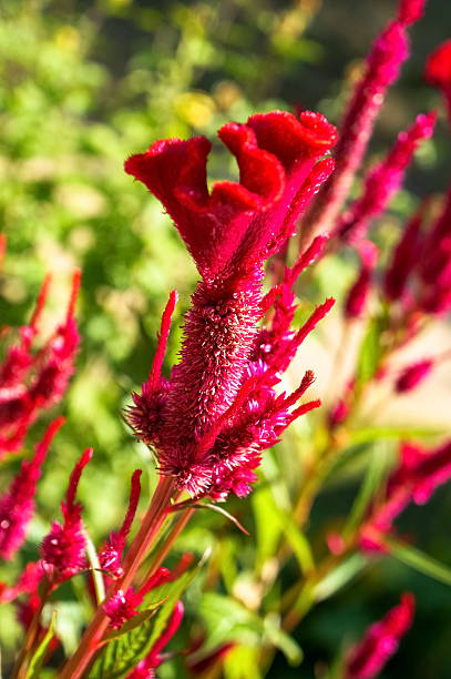 istock Flower in the garden 185511453