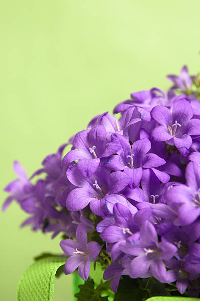 カンパニュラブルーのクローズアップ - campanula close up flower potted plant ストックフォトと画像