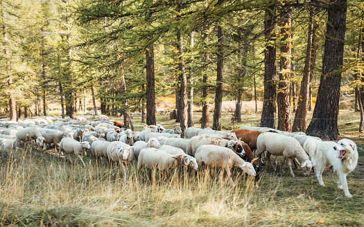 A dog is leader of herd leading flock of sheep to graze on meadow in autumn forest