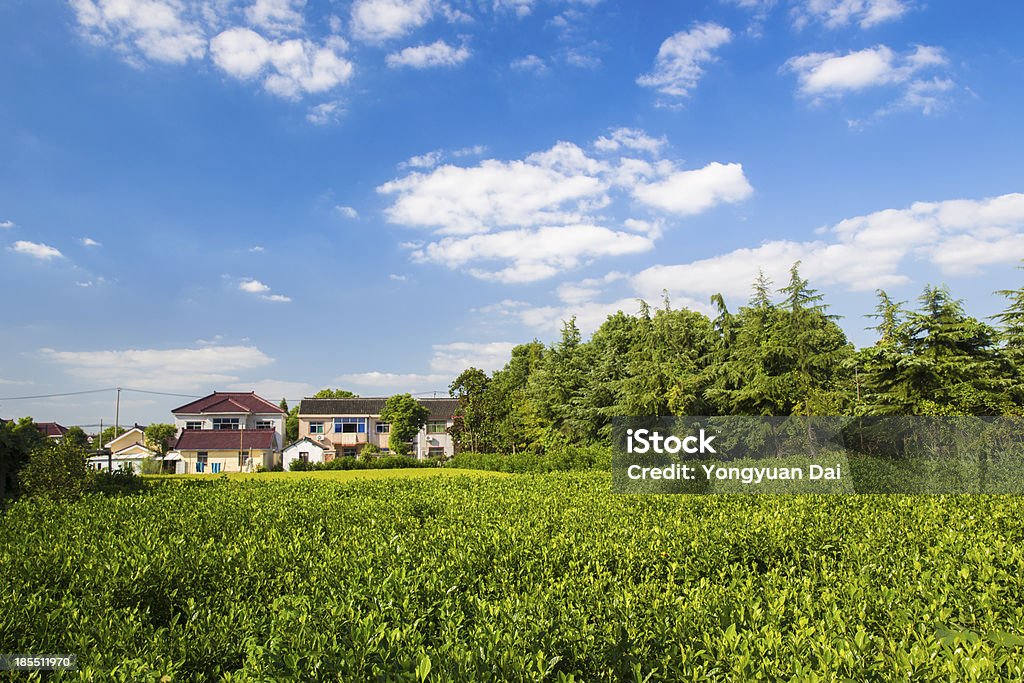 Paesaggio rurale di Shanghai - Foto stock royalty-free di Albero