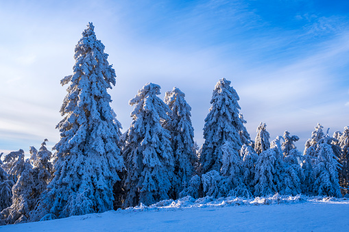 Deep snow-covered winter landscape on the Großer Feldberg in Taunus - Germany on a sunny day