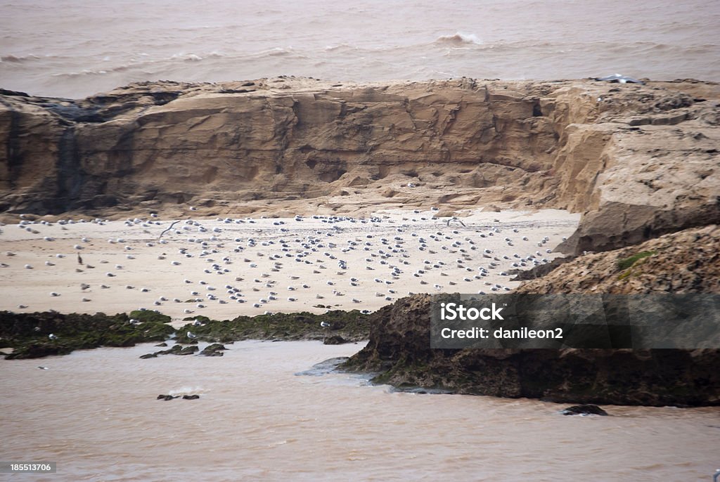 Mouettes dans la colonie de Essaouira, Maroc - Photo de Animaux à l'état sauvage libre de droits