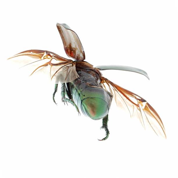 istock flying insect green beetle isolated on white 185513815