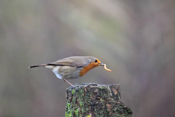 Robin that has caught an insect larva