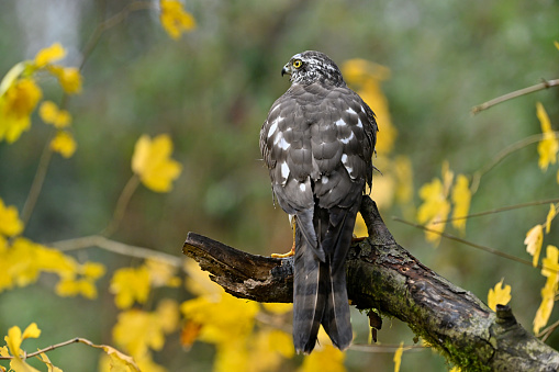 Female Sparrowhawk in the woods
