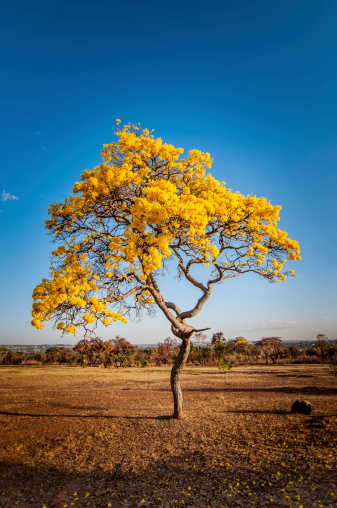 A brazilian yellow Ype rest alone in a dry landscape