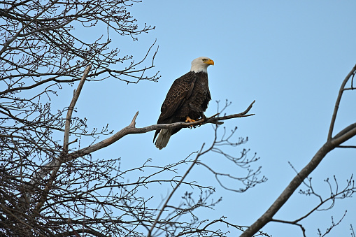 Bald eagle (Haliaeetus leucocephalus) on snag at Bantam Lake in Connecticut, winter