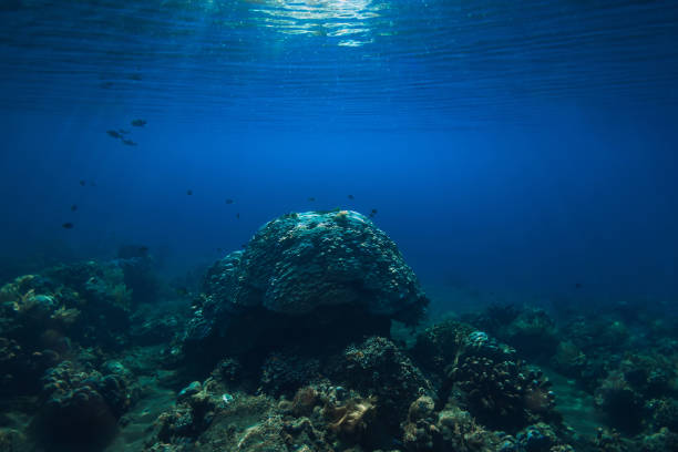 Tranquil underwater scene with corals. Tropical blue sea