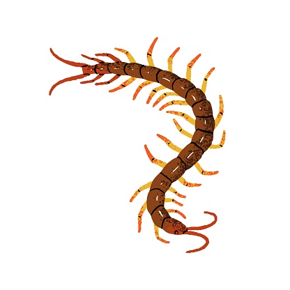 Giant centipede, Scolopendra gigantea. Poison insect with many legs. Dangerous Amazonian arthropod animal. Tropical rainforest fauna. Flat isolated hand drawn vector illustration on white background.
