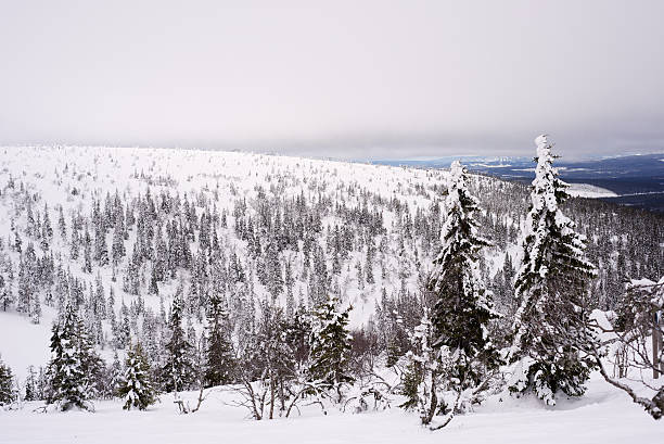 istock Winter pine landscape in Sweden 185514448