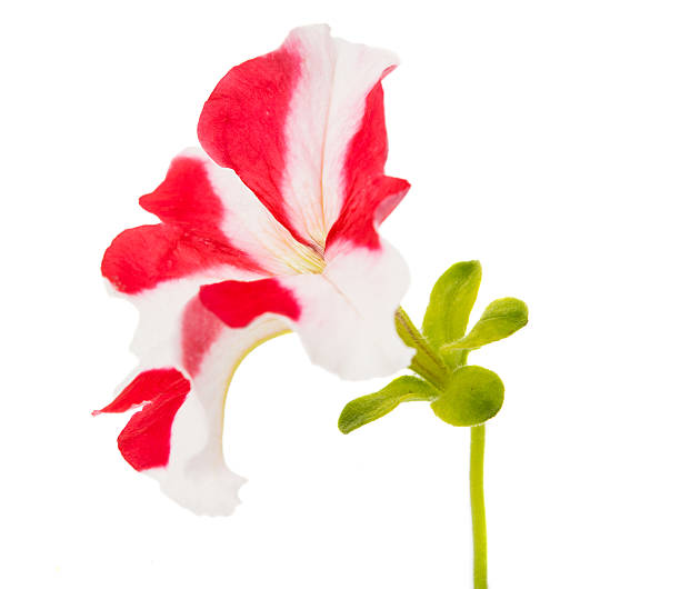 istock red flower of petunia 185515331