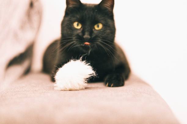 istock Black cat playing inside the house with a white pompom. 1855158645