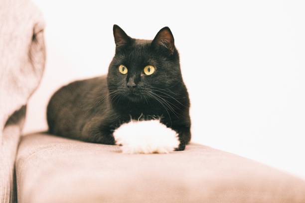 istock Black cat looking to the side with a white pompom. 1855159174