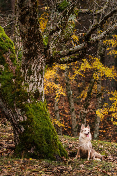 istock Border Collie in nature 1855167832