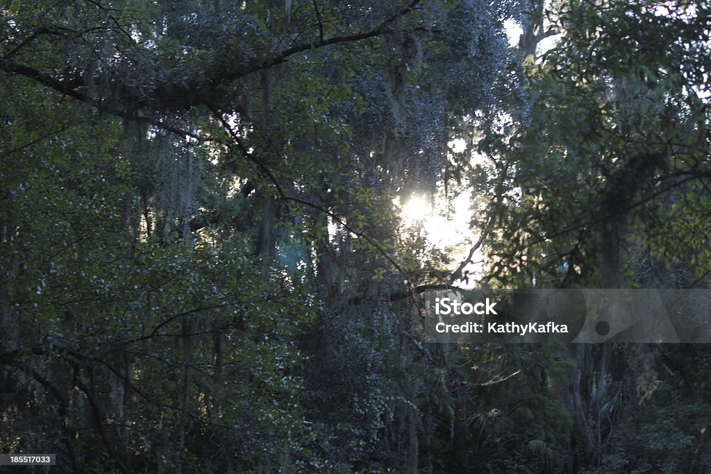 Cerca attraverso alberi di quercia in the sky - Foto stock royalty-free di Albero