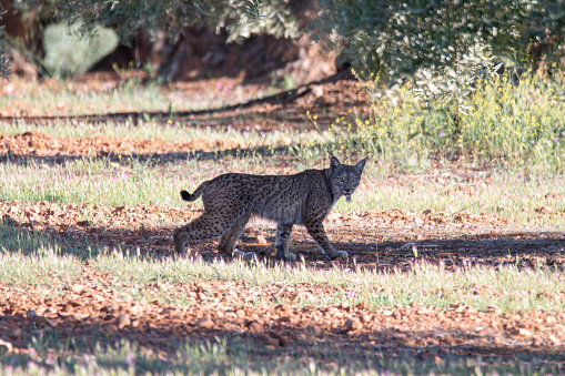 Photograph of Iberian lynx in the wild, endangered species