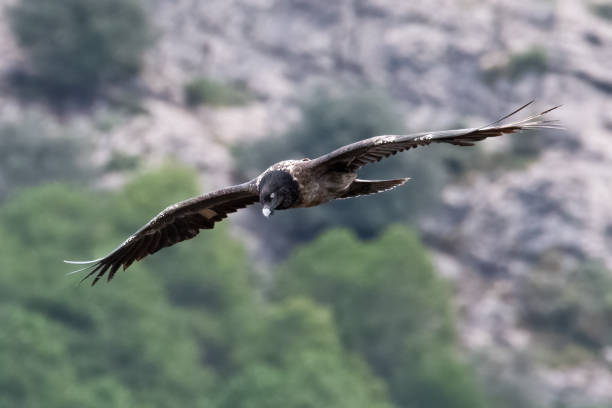 istock Photography of vulture in cazorla 1855175898