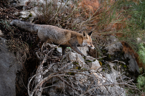 Photograph of a fox in a cazorla, with a mountainous landscape in the background