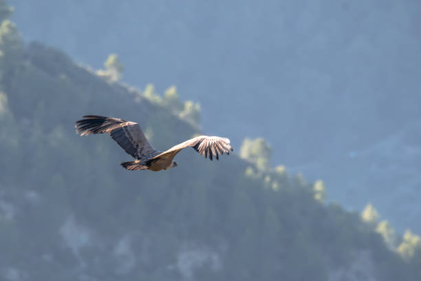 istock Photography of vulture in cazorla 1855180814