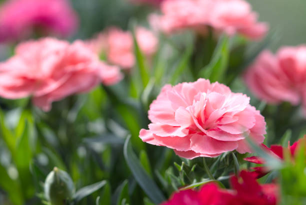 istock Blue flower and green grass in the background. 1855193082