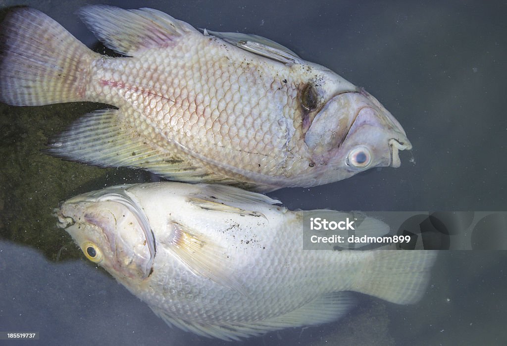 Pesce morto. - Foto stock royalty-free di Acqua