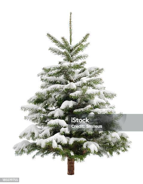 Perfect Little Christmas Tree In Snow Stock Photo - Download Image Now - Christmas Tree, Cut Out, Celebration